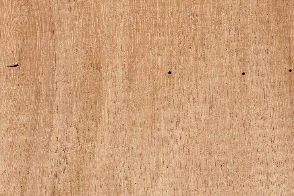 TIMBER BORER HOLES